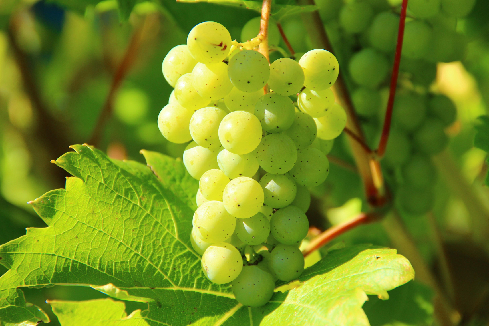 a bunch of green grapes on the vine